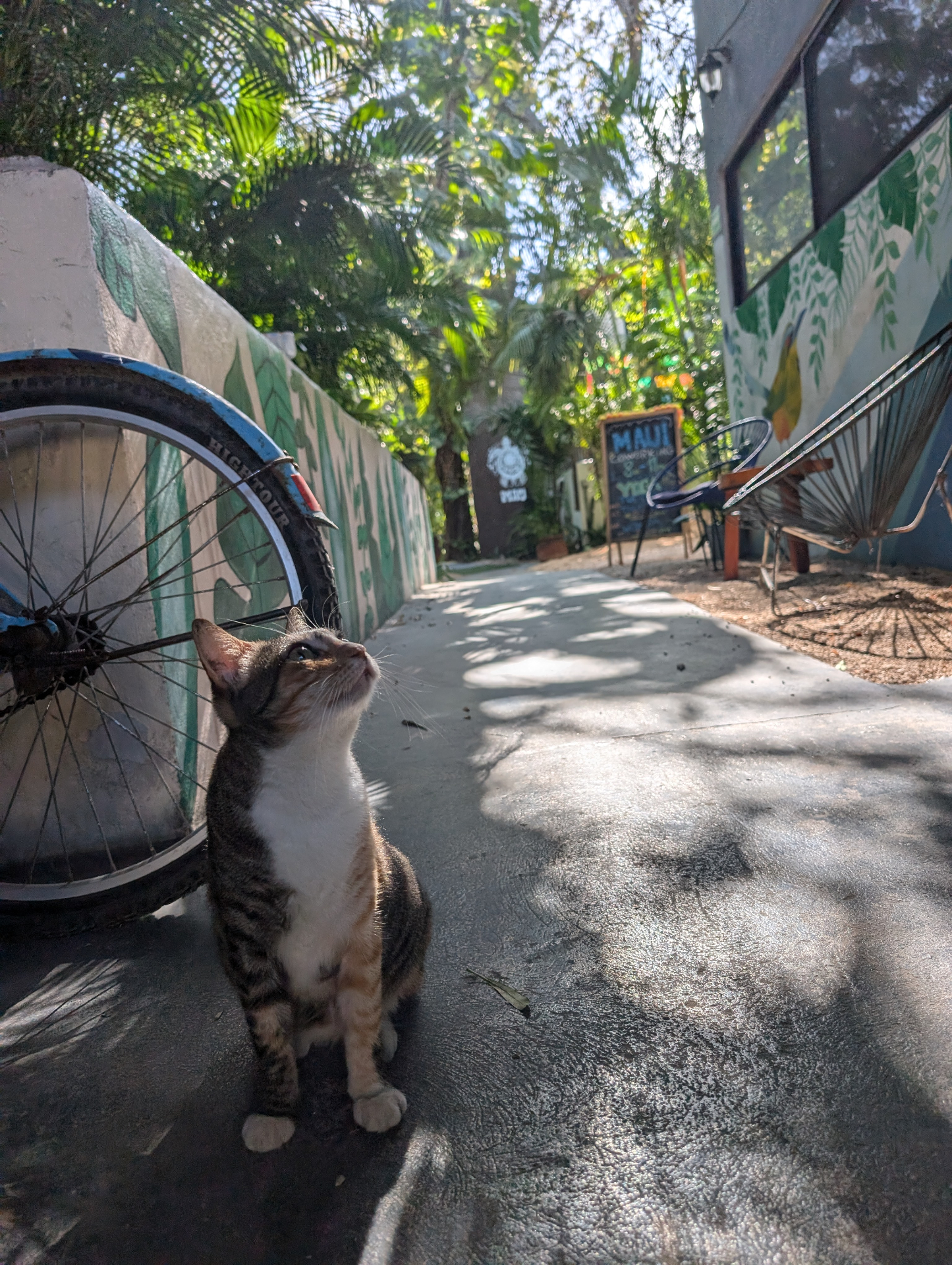 The Ultimate Budget Guide to the Riviera Maya (2026)